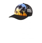 Palm Trees